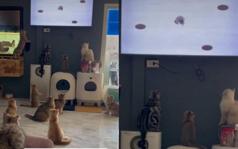 貓咪冷酷不願理你？　一招教你HOLD住全場「12隻貓全關注」