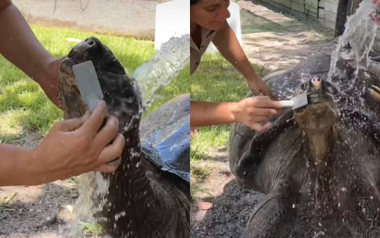 烏龜洗澎澎好舒服！　飼養員幫刷頭牠超享受