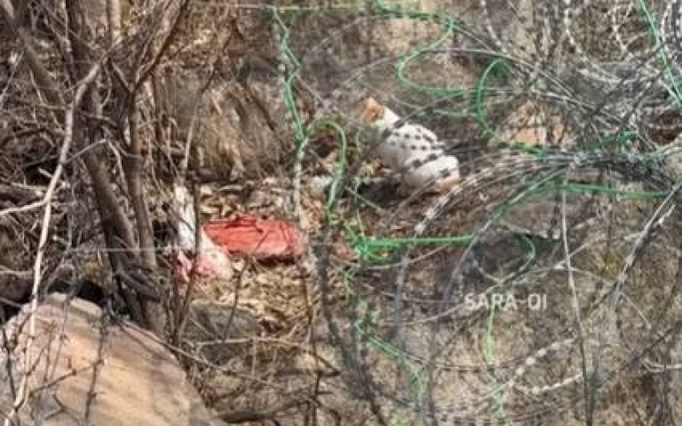 為流浪貓吃飯！牠竟帶人去見觀音　網友：這是守護菩薩的白虎