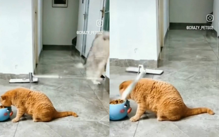 橘貓幹飯幹得太認真　天外飛來一根拖把嚇死牠