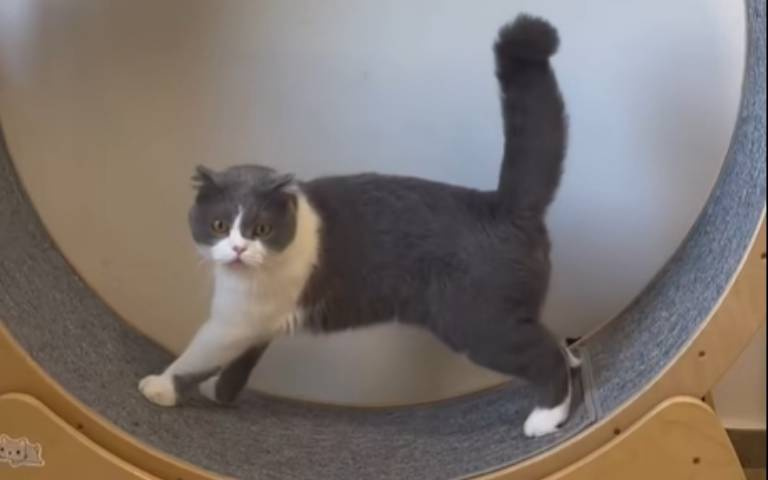 貓咪解便嗨瞬間你看過嗎？　解放完之後「屋內爆衝」甩屎味