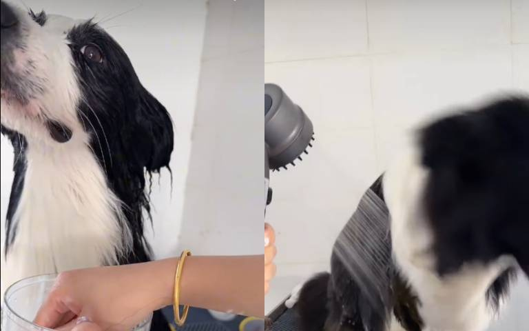 洗澎澎邊牧衝第一！　網友問：人類為什麼一直把邊牧當狗？