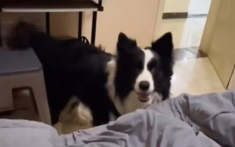 叫我傻狗我不理 邊牧一舉動證明:我也是需要情緒價值的!