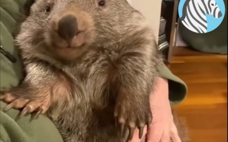 幾塊餅乾享受撸熊自由？　小袋熊可愛、長大成熊要格外小心