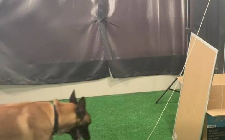 神犬Monkey不只會畫畫！　「秀智商」畫面曝光