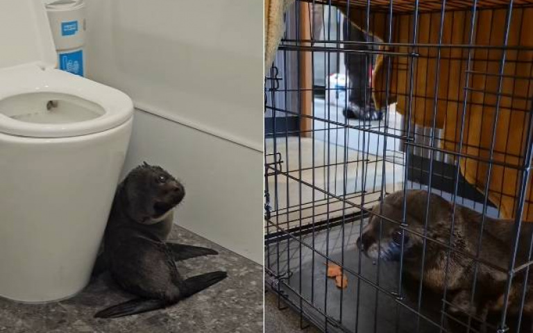 超萌突襲！酒吧迎海豹寶寶亂入　狂奔廁所、躲洗碗機被鮭魚收服才回家