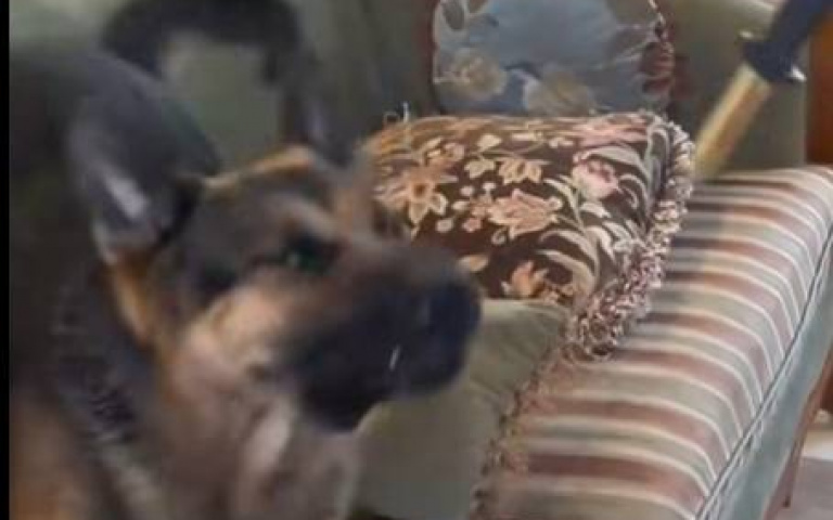 見假刀怕到不行　德牧見媽媽有危險「突破心魔了」