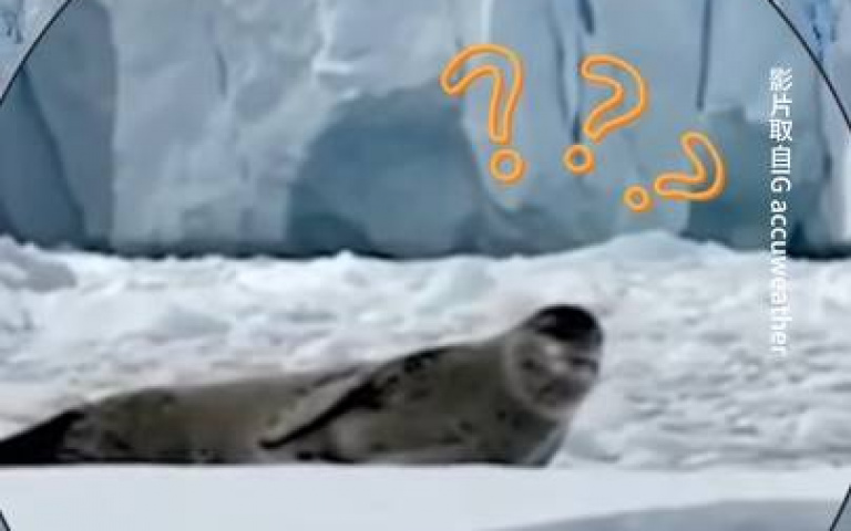 企鵝群看到海獅「腳底抹油竄逃」　網笑翻：下午茶呢？