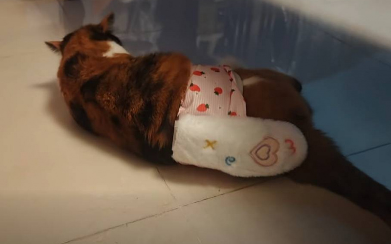 超狂自動拍屁機！貓咪超舒服　網友跪求購買連結