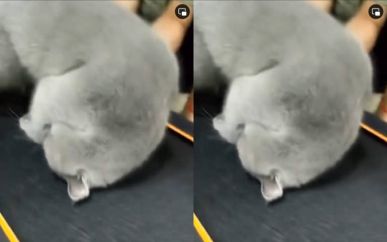 累了走不動！懶貓運動宣告放棄　栽在跑步機上逃避現實