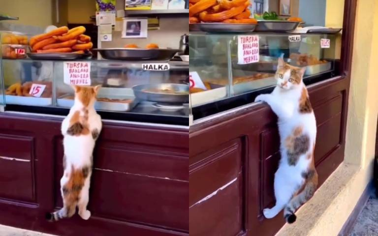 櫥窗美食超吸睛！　貓咪懸掛練腹肌…一臉貪吃樣曝光