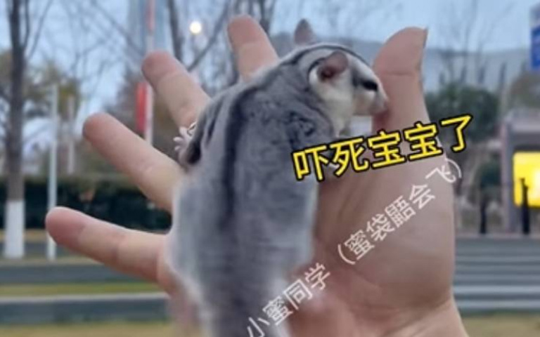 隻手將蜜袋鼯往天上一丟!美其名「教遛鼯」 網看影片震怒:虐待動物