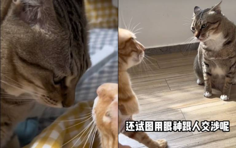 對你的死亡之瞪免疫了! 小貓硬起來「爆揍大隻貓」畫面曝光