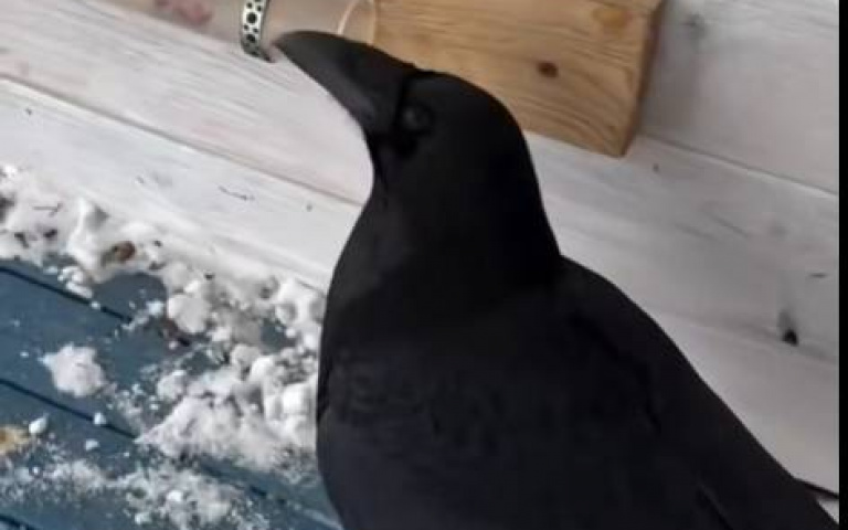 不是一隻廢鳥! 烏鴉憑智力取物畫面震驚全網