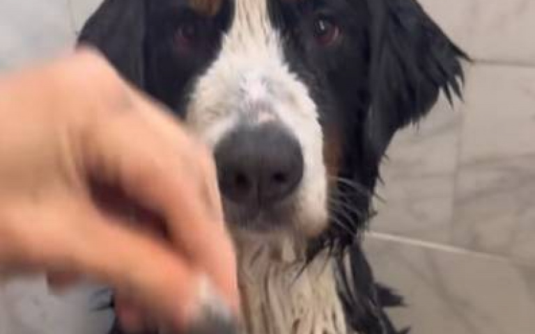 伯恩山犬當大爺！　主人洗澡、修甲、修毛樣樣來