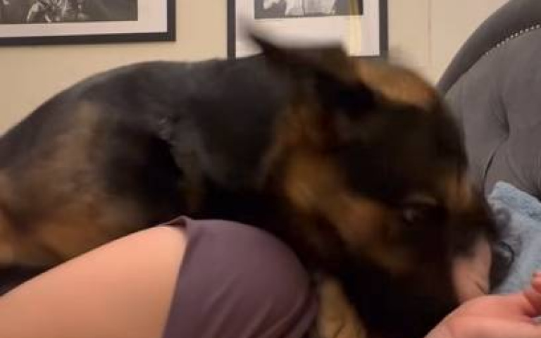 沒有貪睡按鈕的活鬧鐘！　德牧「奮力」把主人挖起床