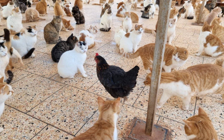 跳進貓群中的「自在母雞」！眾貓：當時我們害怕極了