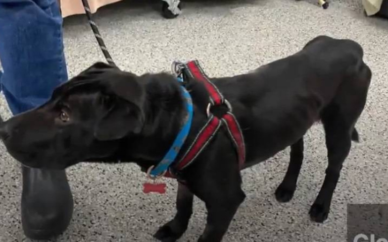 疫情下的受害者！　新冠肺炎席捲「棄萌寵」數量越來越多