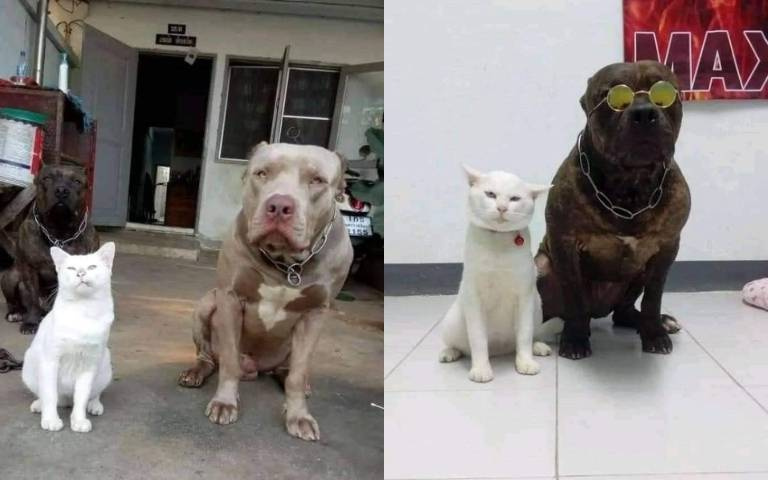 別惹老大不開心!白貓和比特犬一起長大 「混」了兩年眼神全變了
