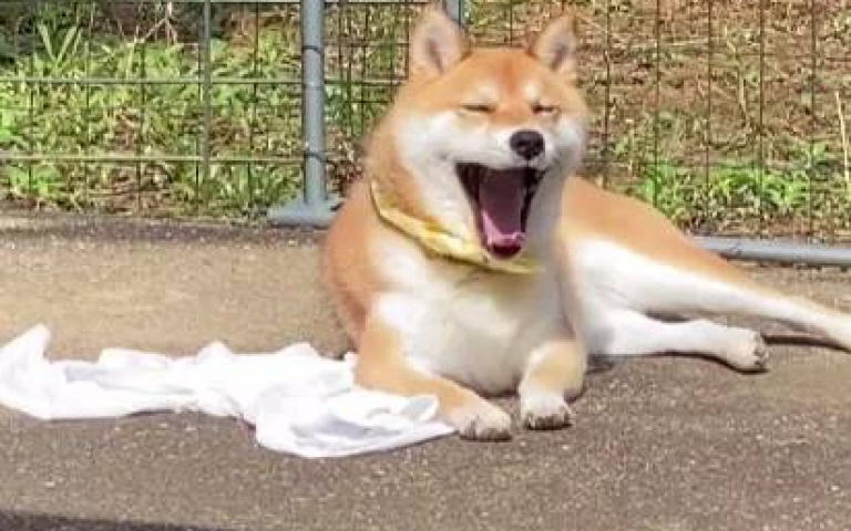 在沒洗的衣服上睡覺會特別安心！飼主：衣服主人完全不知情