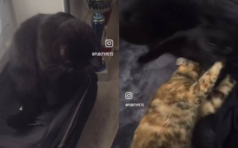 這在欺負人! 橘貓躲行李箱被牠一腳踩住…掙脫後奮力反擊畫面曝光