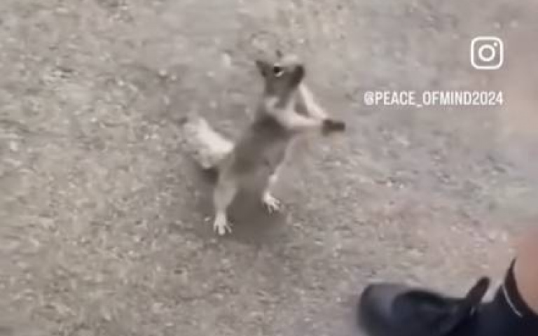 給我喝水，拜託拜託！　小松鼠雙手苦苦哀求畫面曝光