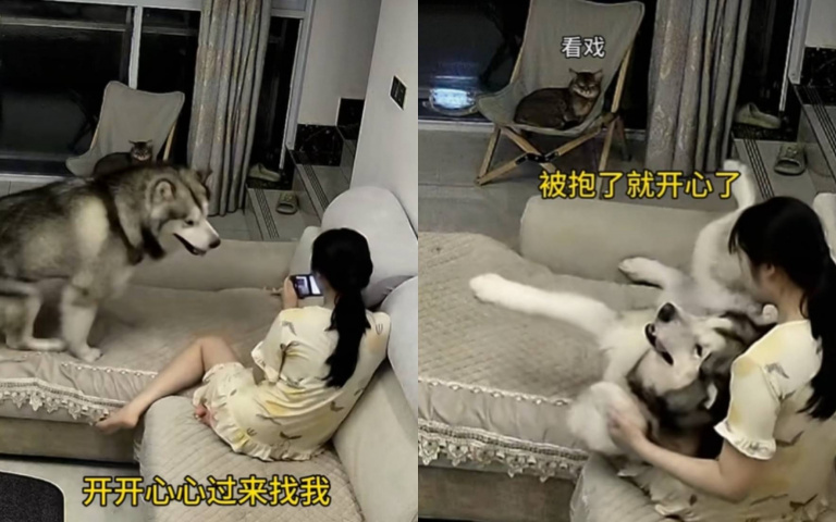 這隻二哈有夠傲嬌！　主人滑手機不理人…就生氣了