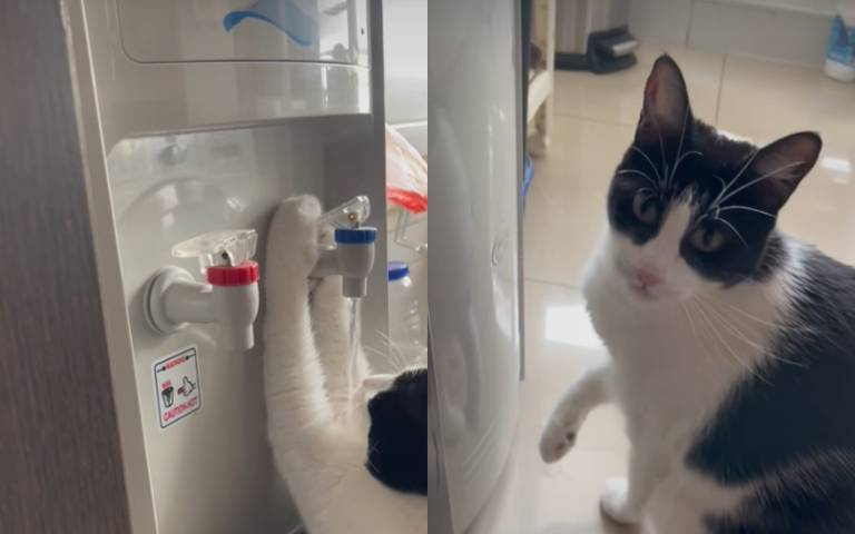 這貓還需要人照顧嗎？　獨站飲水機前「暢飲」全網驚呆