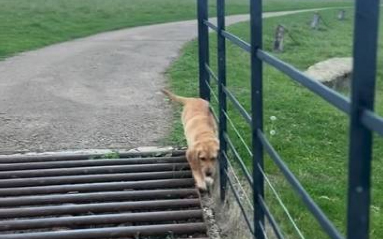 三隻狗狗過溝柵的方式不盡相同　霸氣一跳、走旁門左道、小心翼翼通通有