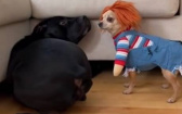 吉娃娃打扮成恰吉…大狗嚇爛！　網笑：恐怖片看太多