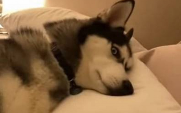 地上的床連狗都不睡！　二哈霸佔主人大床「翻身不理」繼續躺