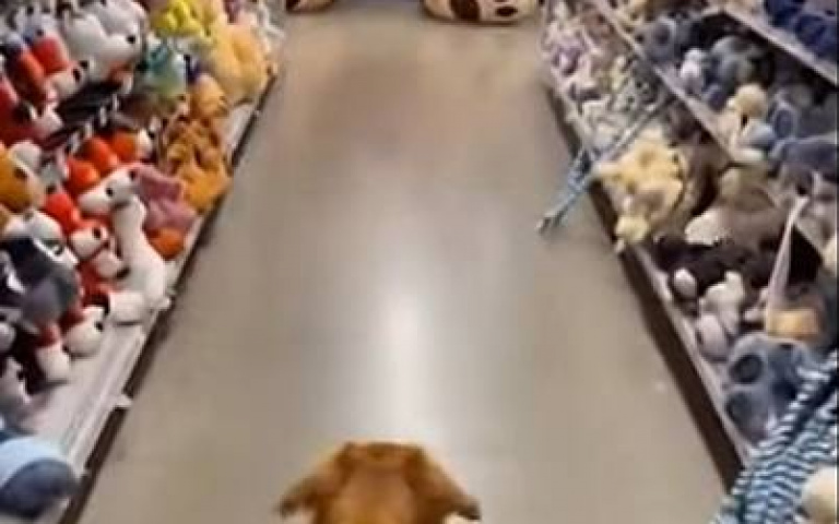 狗狗生日挑禮物！　主人「錢包遭遇重擊」：牠開心我開心