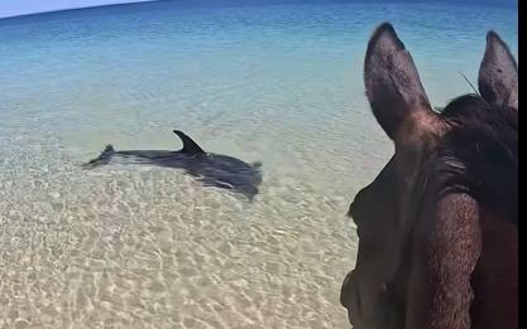 女子騎馬到海邊踏水！不明黑影游過來　網友嚇爛：鯊魚
