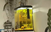 關不掉的鬧鐘！　鸚鵡早上七點就在吵…主人無奈：麻煩安靜