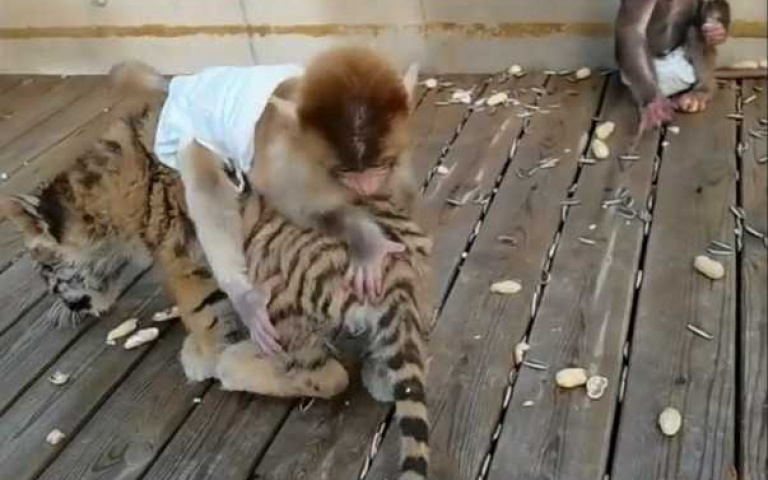 小獼猴向天借膽「騎到老虎頭上」!同伴遠處嚇到吃手手 動物園最新麻吉組合