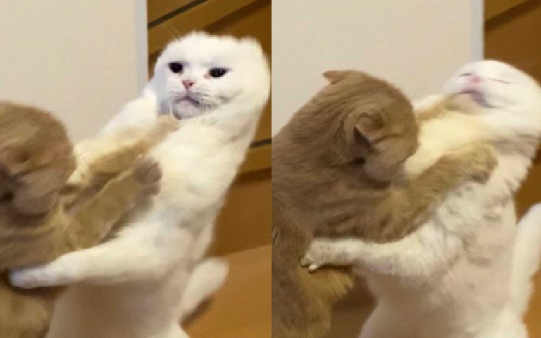 超爆笑!喵星人版全武行 打到面目猙獰耳朵失蹤