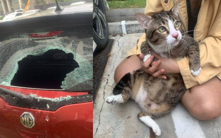 真九命怪貓！6樓墜落「碰一聲」撞破車窗　竟然沒受傷還能正常吃喝拉撒