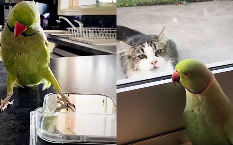 想玩躲貓貓？鸚鵡嘴裡嚷嚷「PAB」原來是這個意思