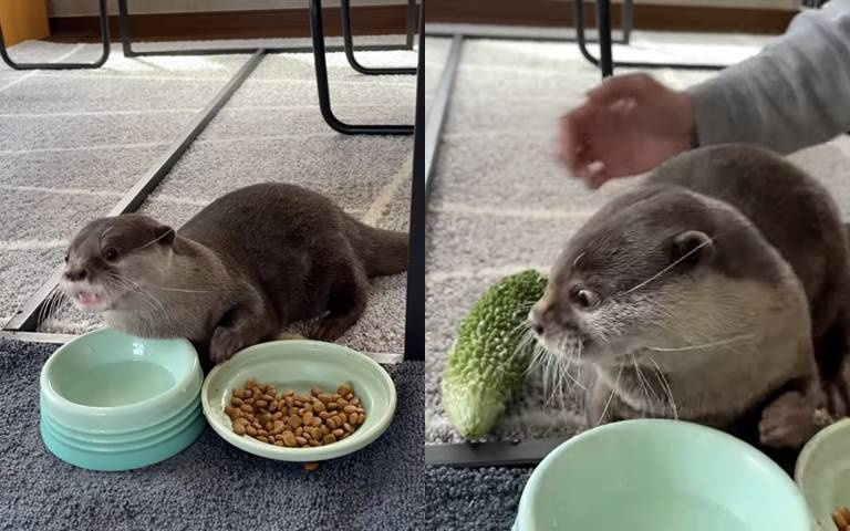 「水獺」正津津有味的吃飯，看到「這根」，嚇到彈飛！？