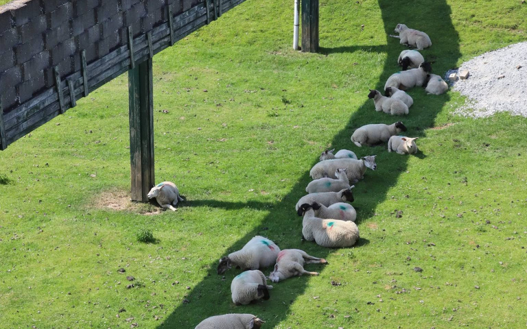 台灣機車族秒懂！　羊群陰影下納涼畫面超整齊