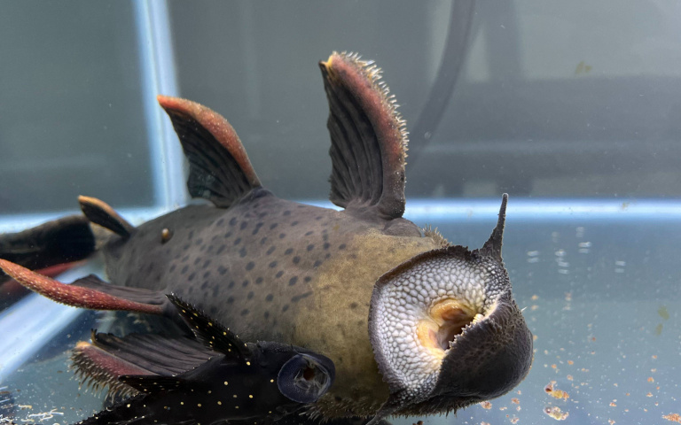 悶熱不輸台灣的日本猛暑日 就連水中魚兒也熱到翻肚?