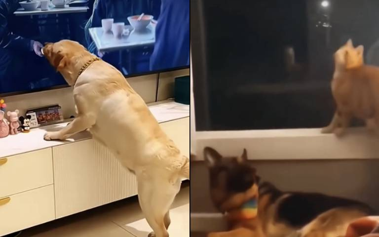 太想吃！拉布拉多陪主人追劇　見畫面食物竟衝上前狂舔