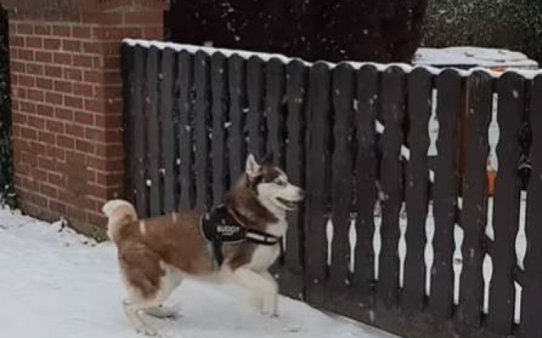 二哈瘋起來連主人都害怕！　牠失控衝去撞牆畫面曝光