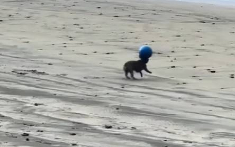 小黑狗大秀頂上功夫！沙灘狂奔玩球技術一流　實力輾壓海獅