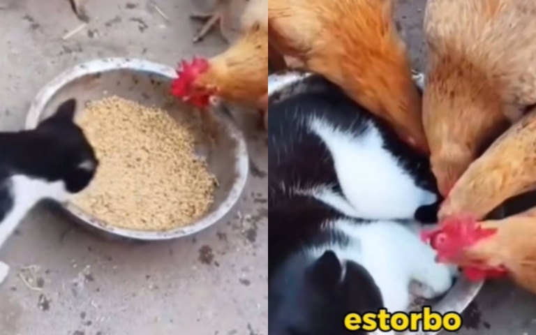 到底有什麼執念？　喵喵躺飼料盆「阻礙雞用餐」死不肯走