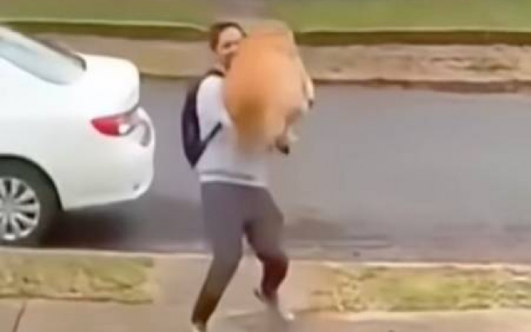 狗狗飛撲主人好窩心！　小狗、大狗飛上天際「他們照接」