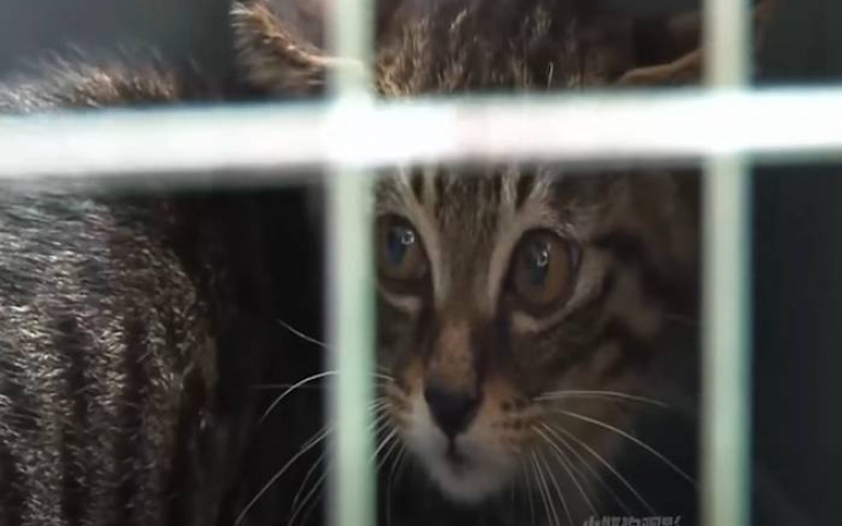 案發現場躲貓貓？　小喵「藏車一個月」被修車師傅逼出