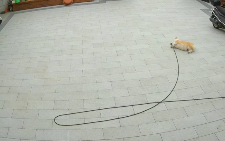 腿短繩長！柯基「放養變睡養」超萌　飼主給自由牠卻只想躺平