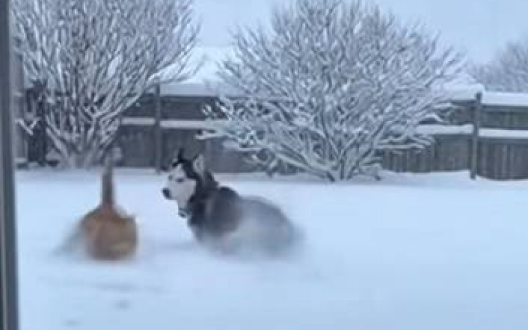 果真二哈！　和橘貓決鬥臨陣脫逃「下秒跑去撞牆」