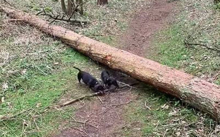 臘腸狗合力搬樹枝畫面太美　網友：紀錄男孩們互相扶持的場景